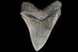 Serrated, Megalodon Tooth (Some Root Restoration) #71585-1